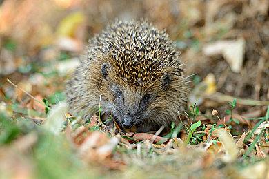 人气乙女游戏《JACKJEANNE》6月30日正式发售！